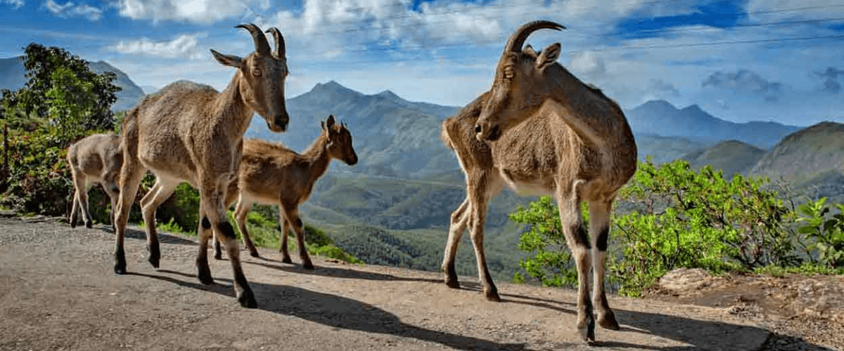 Eravikulam National Park Munnar