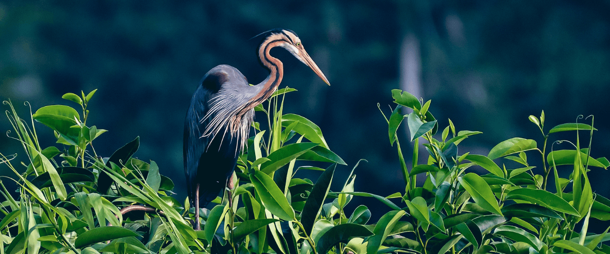 Kumarakom Bird Sanctuary